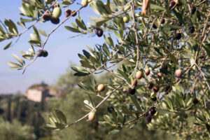 Ulivo con olive in primo piano 